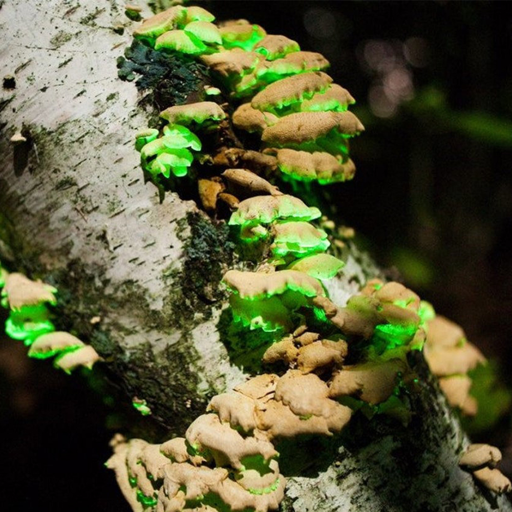 Glow in the Dark Mushroom Log