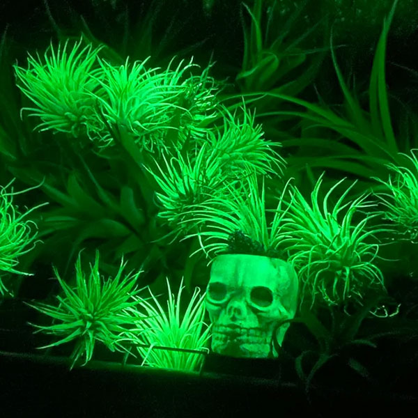 Glow In The Dark Air Plant